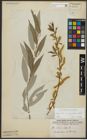 Foto von Salix alba subsp. vitellina (L.) Arcang.